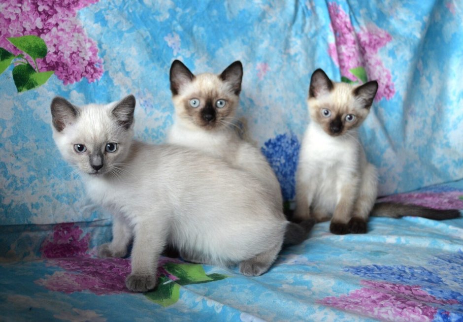 Сиамский и тайский кот