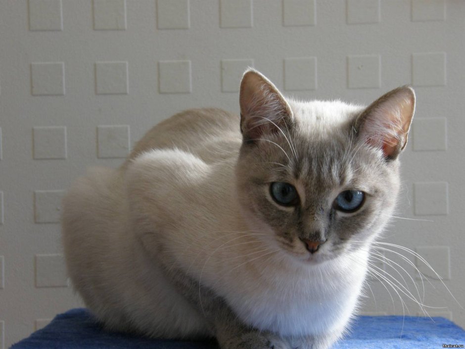 Тайский кот метис