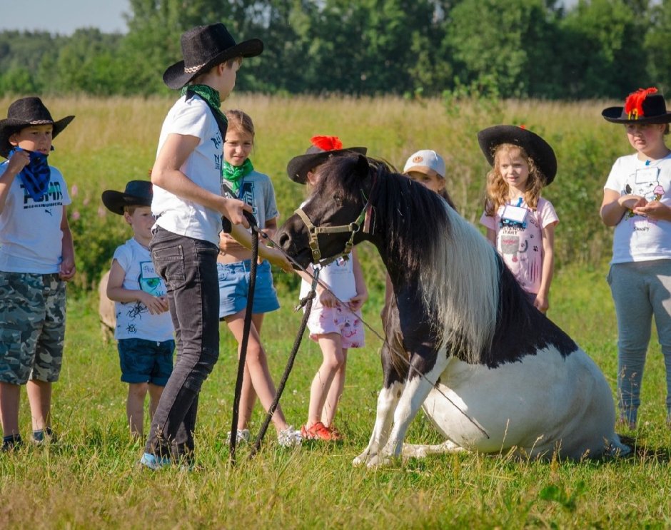 Конный клуб вестерн Хорс СПБ