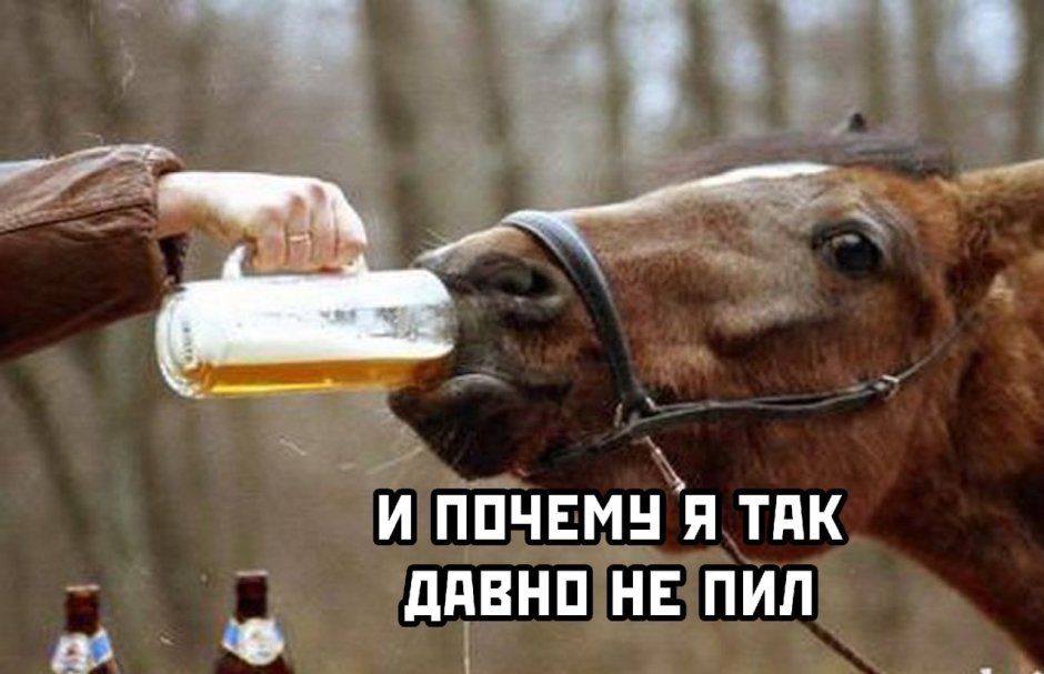 Конь с пивом