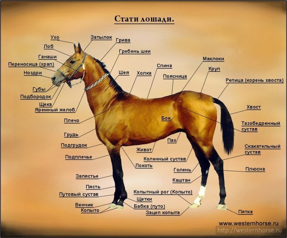 Путовый сустав лошади анатомия