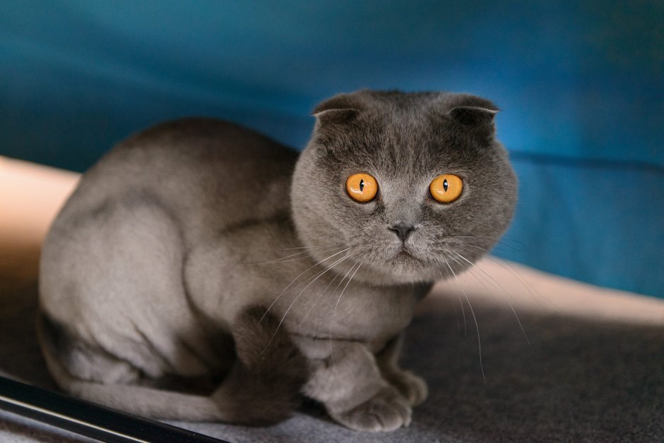 Бритая кошка Шотландская вислоухая