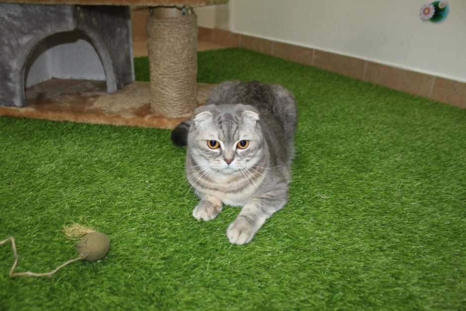 Дрессированный шотландский вислоухий кот