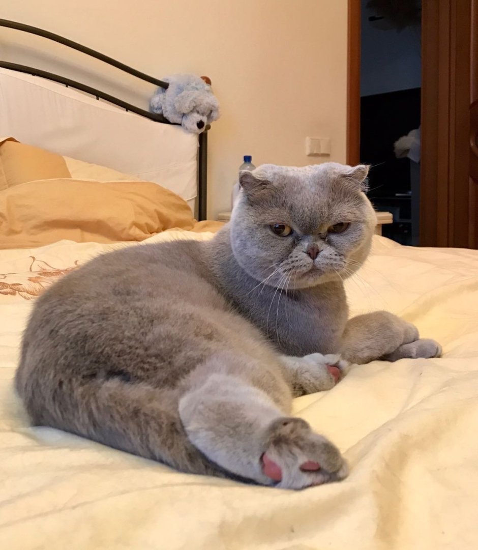 Стриженный скоттиш фолд