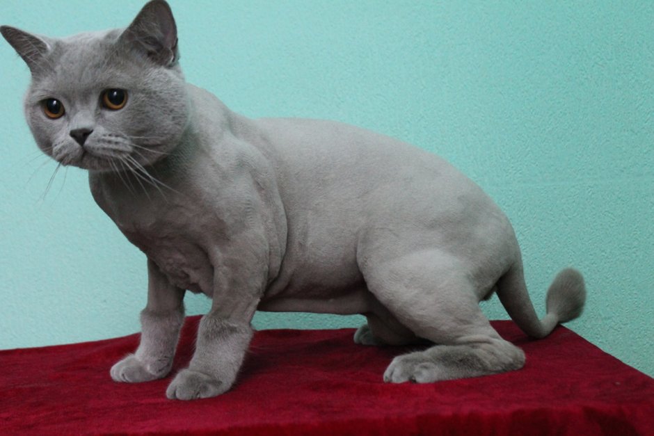 Подстриженный британский кот