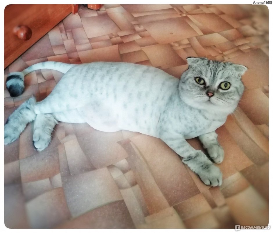 Подстриженный скоттиш фолд
