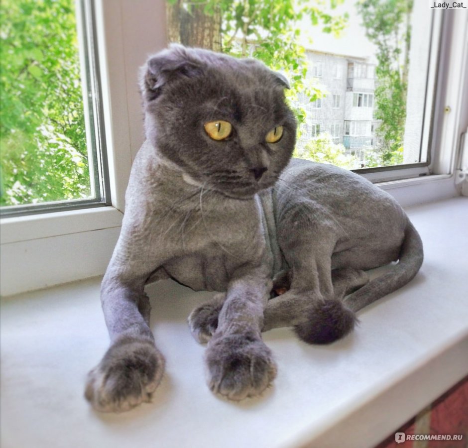 Стриженный шотландский кот вислоухий