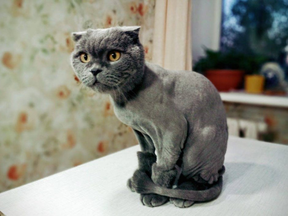 Подстриженный шотландский кот вислоухий