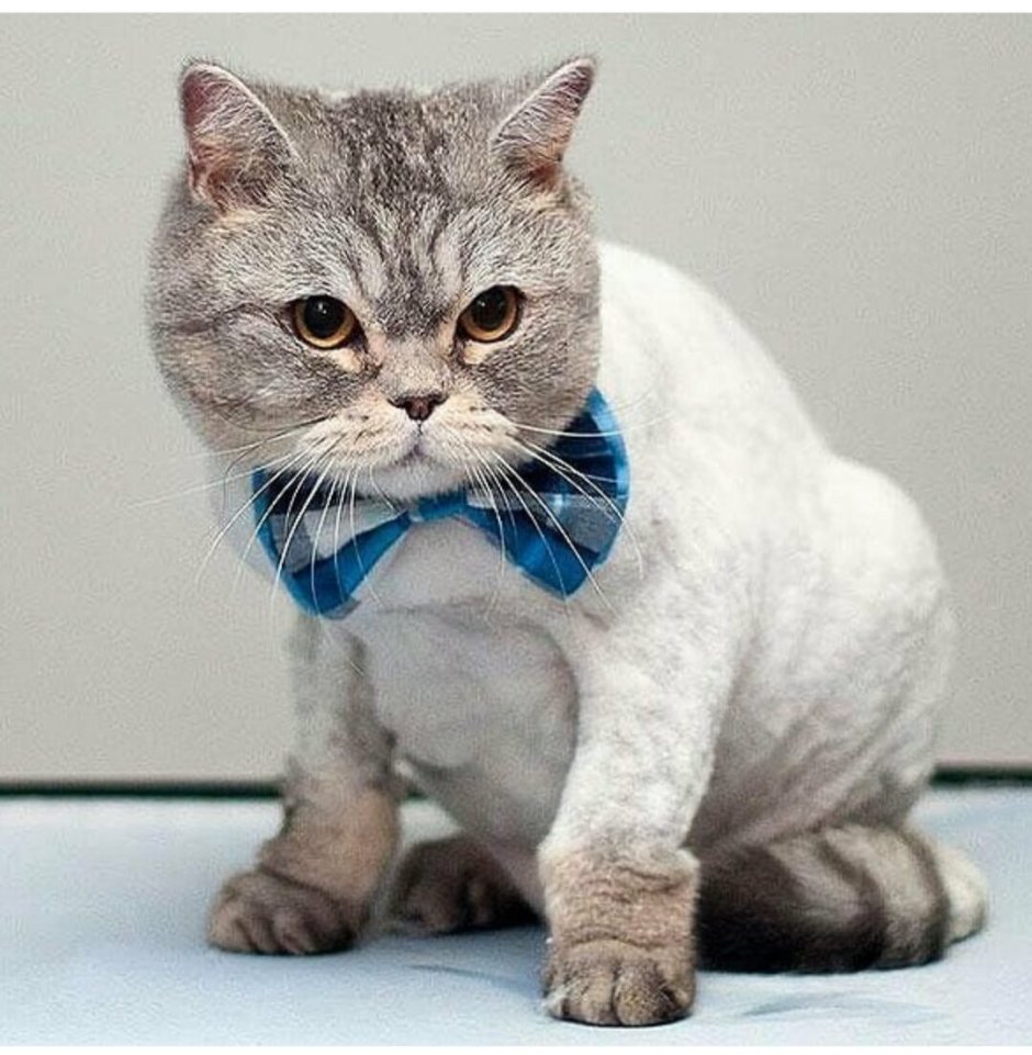 Груминг британских кошек