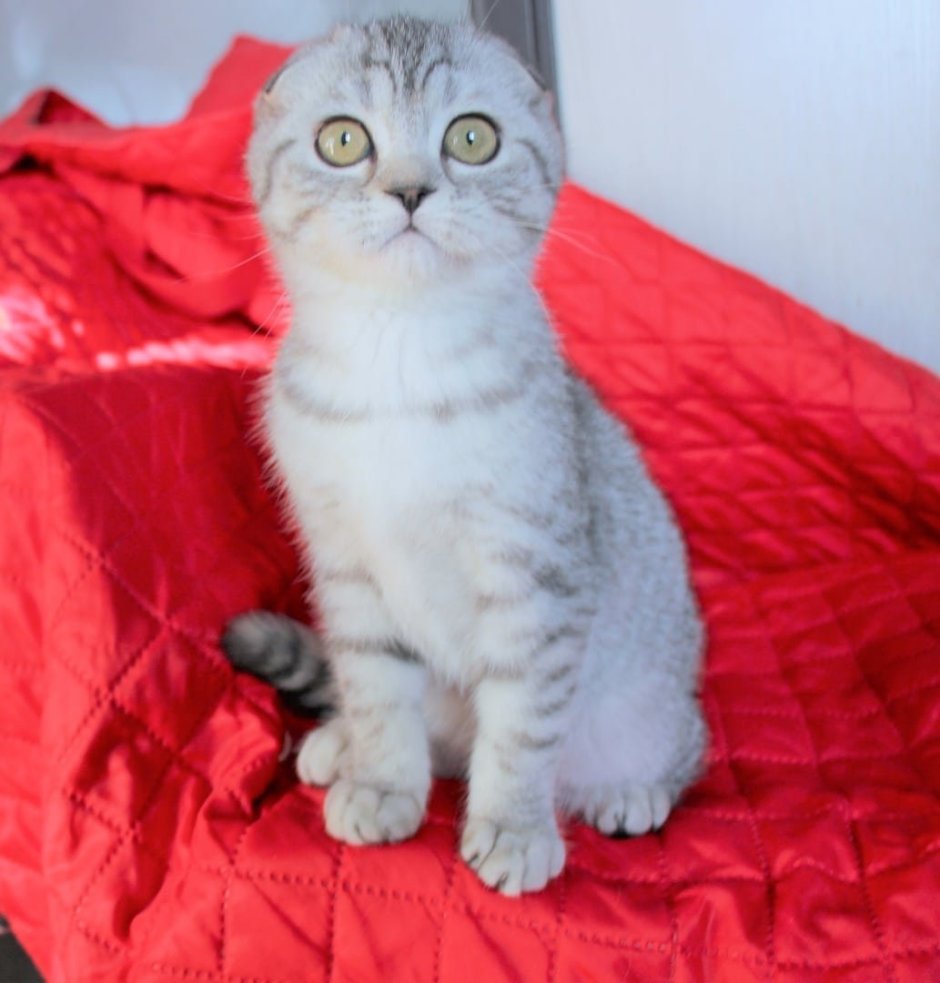 Стрижка скоттиш фолд