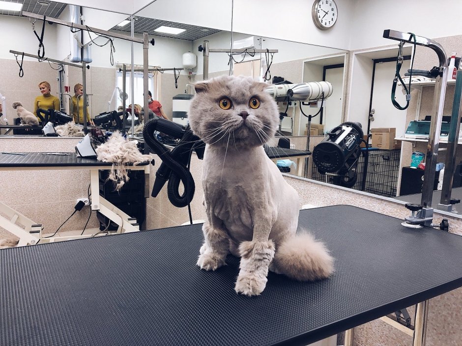 Грумер для кошек