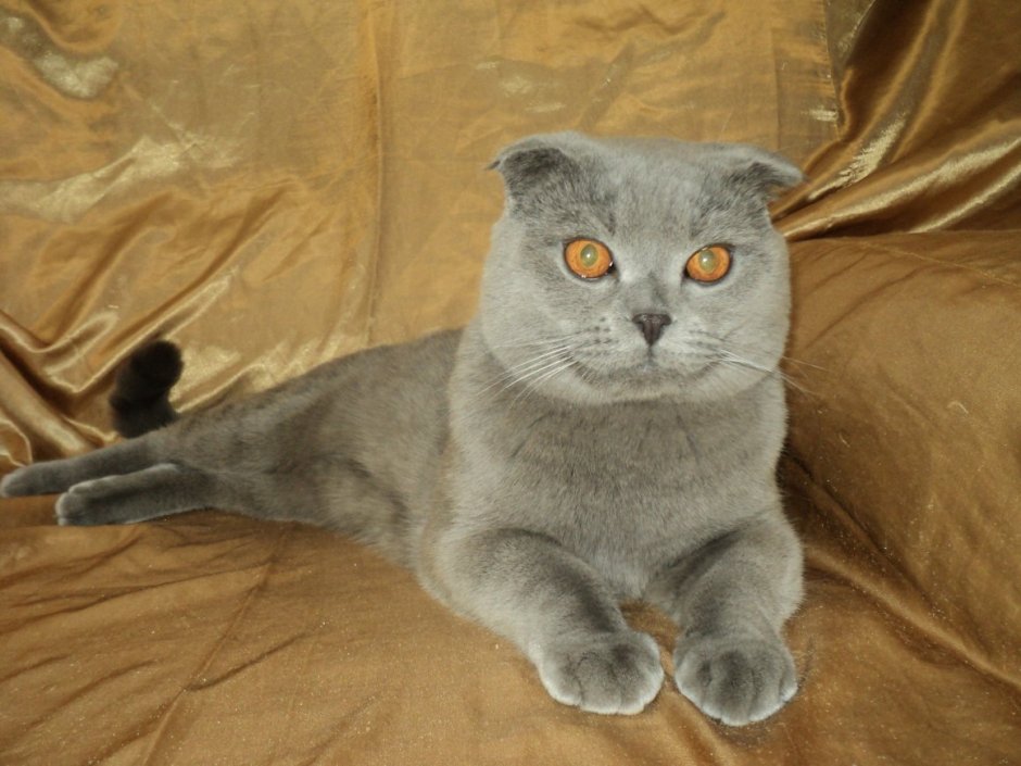 Шотландский вислоухий кот