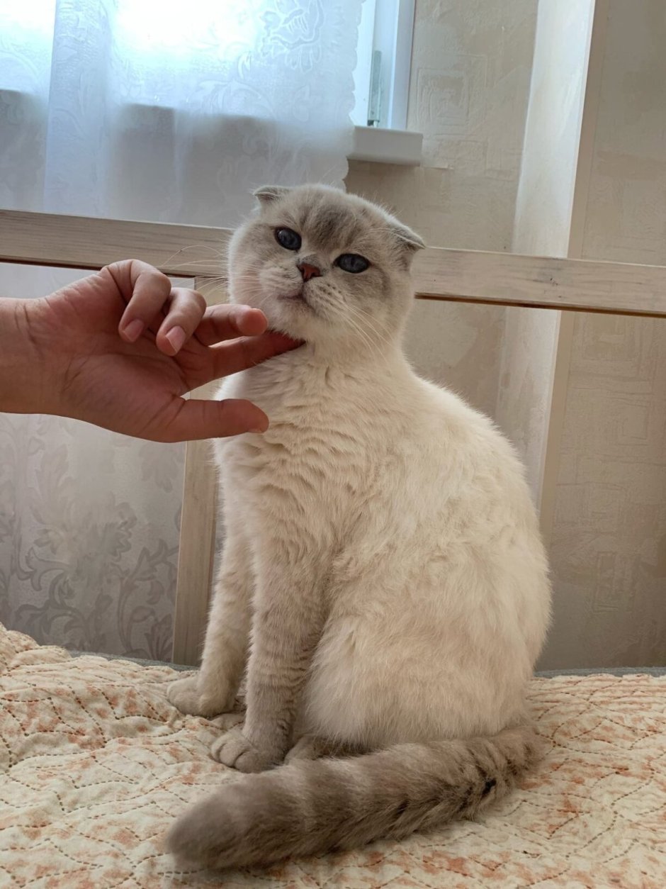 Шотландская вислоухая кошка белая
