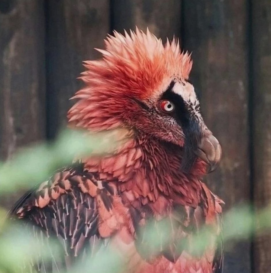 Гибискус Bantam Rooster