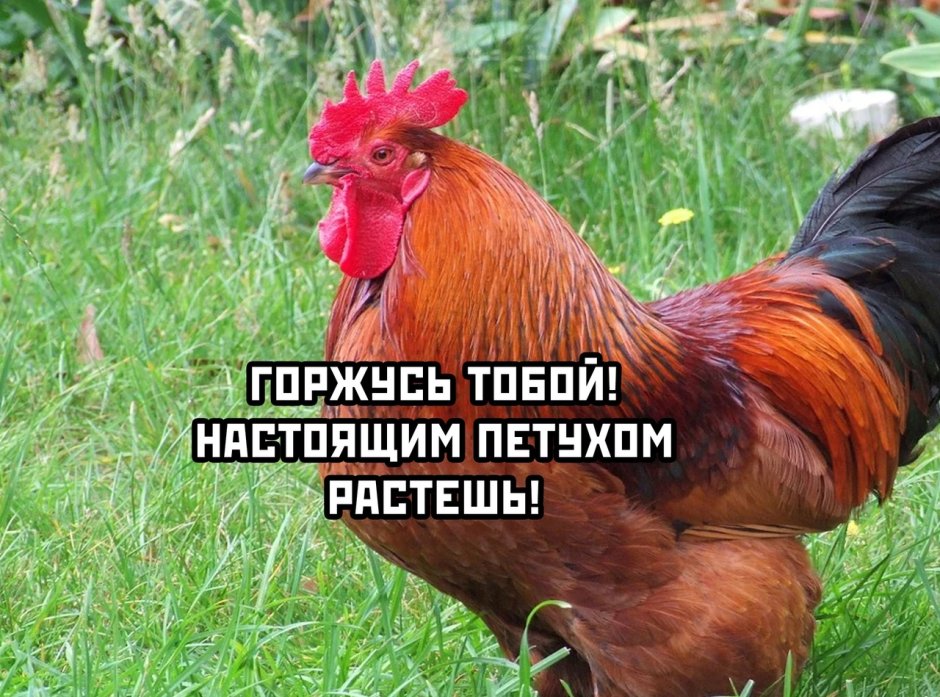 Озабоченный петух