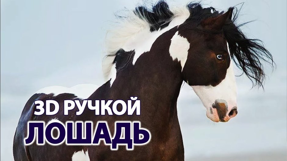 Вороно Пегий жеребёнок