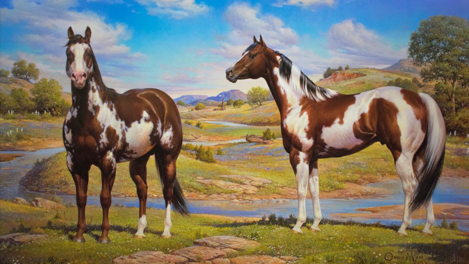 American Paint Horse Overo