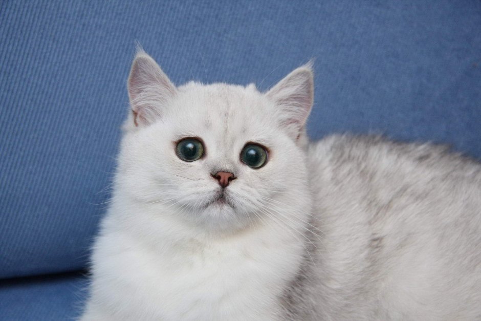 Британская короткошёрстная кошка шиншилла серебристая