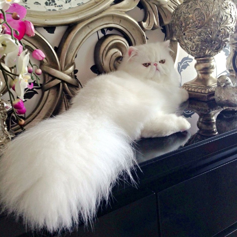 Шотландская вислоухая Золотая шиншилла