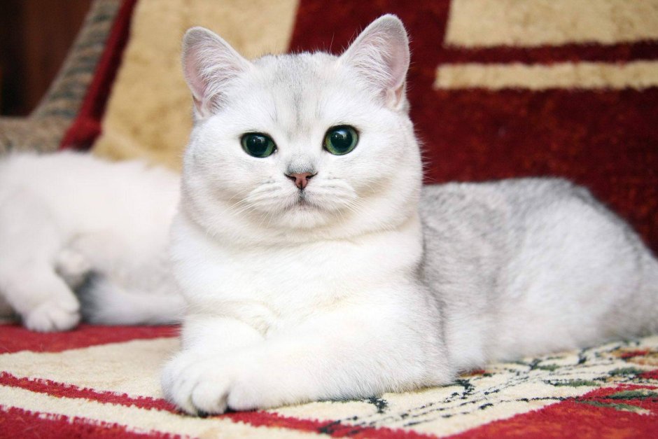 Британская Золотая шиншилла