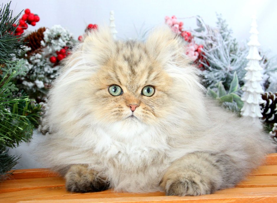 Шотландская шиншилла