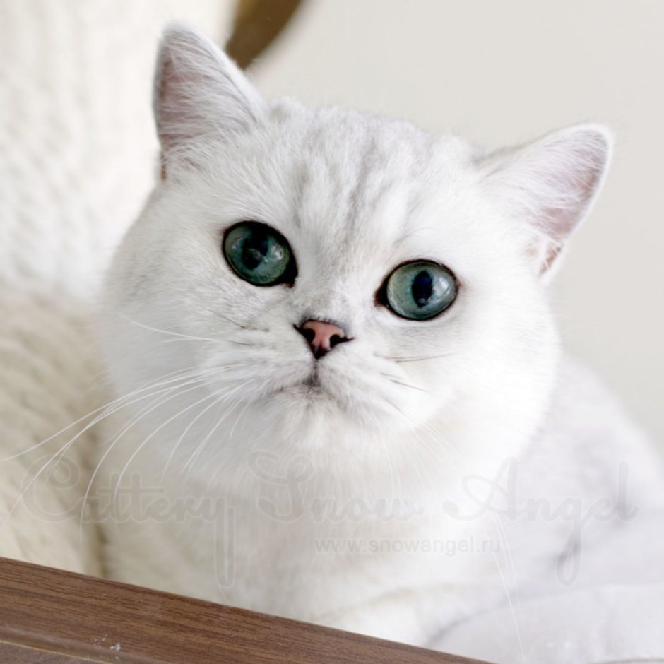 Британская шиншилла кошка