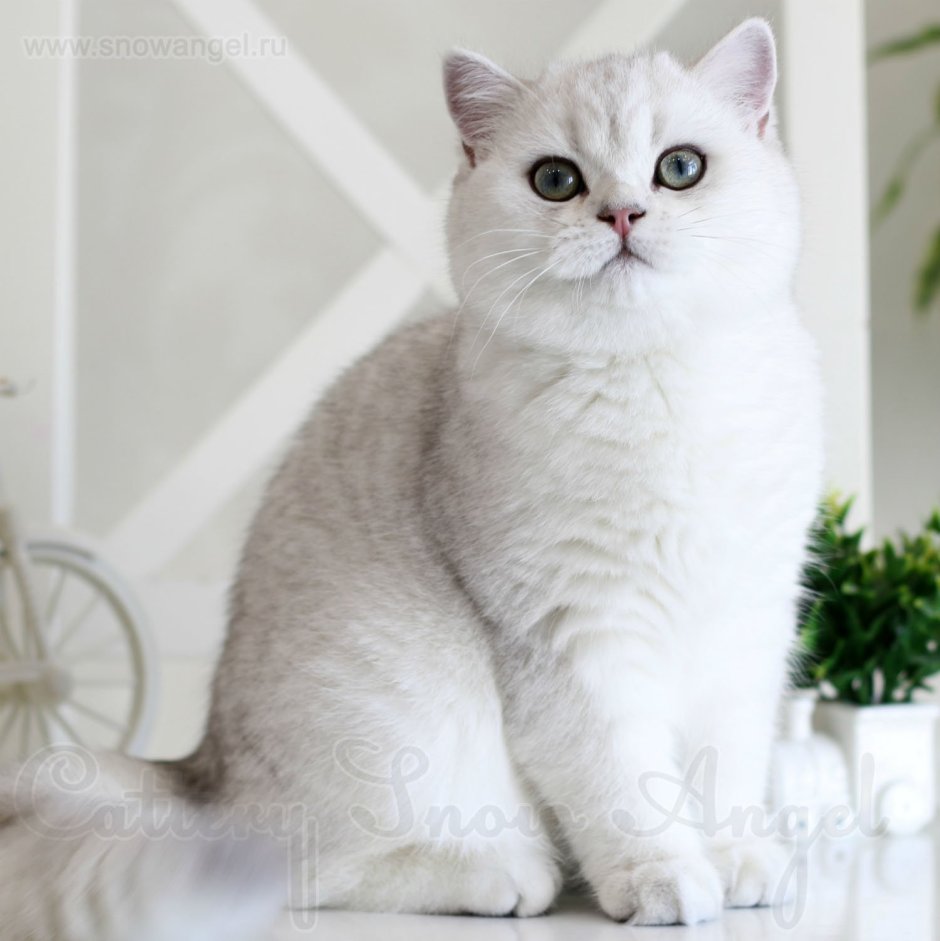 Персидская Золотая шиншилла