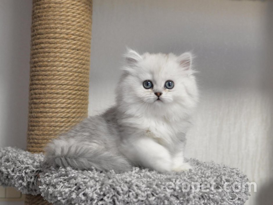 Британская длинношёрстная кошка серебряная шиншилла
