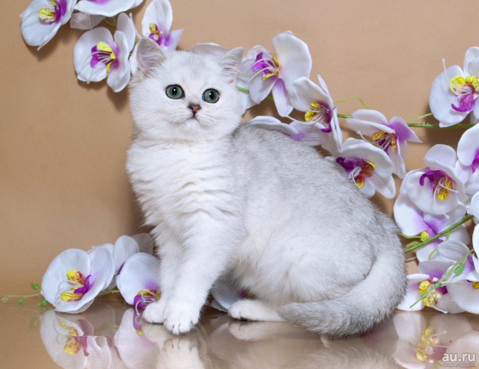 Британская шиншилла