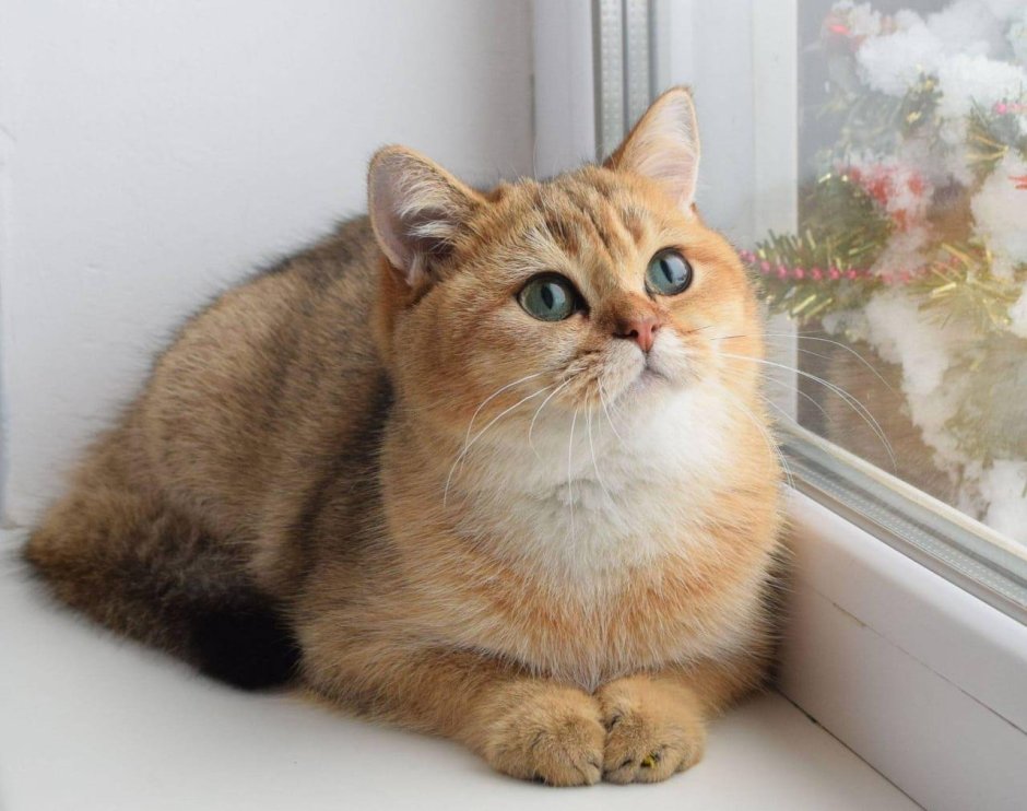 Белая шиншилла кошка