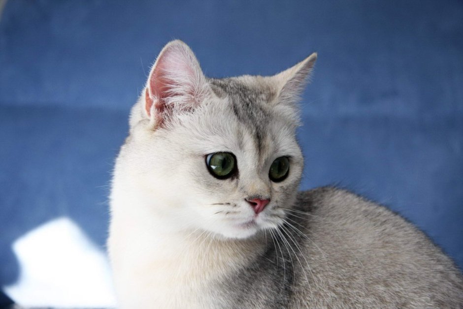 Британская Королевская, короткошерстная шиншилла
