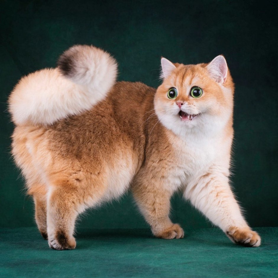 Персидская шиншилла