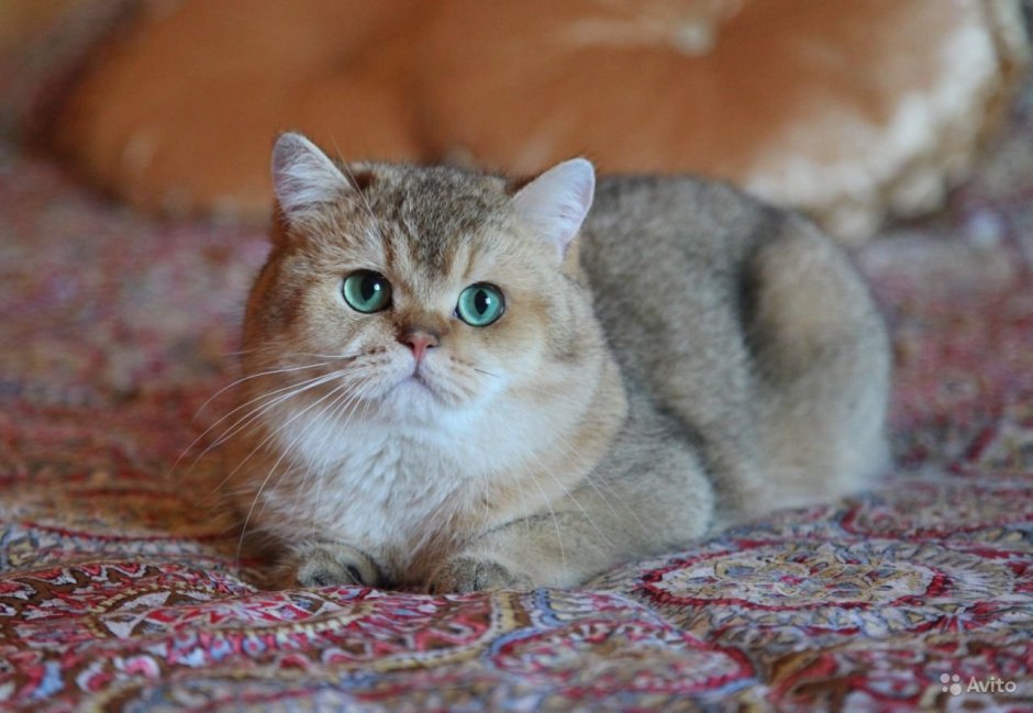 Персидская шиншилла кошка