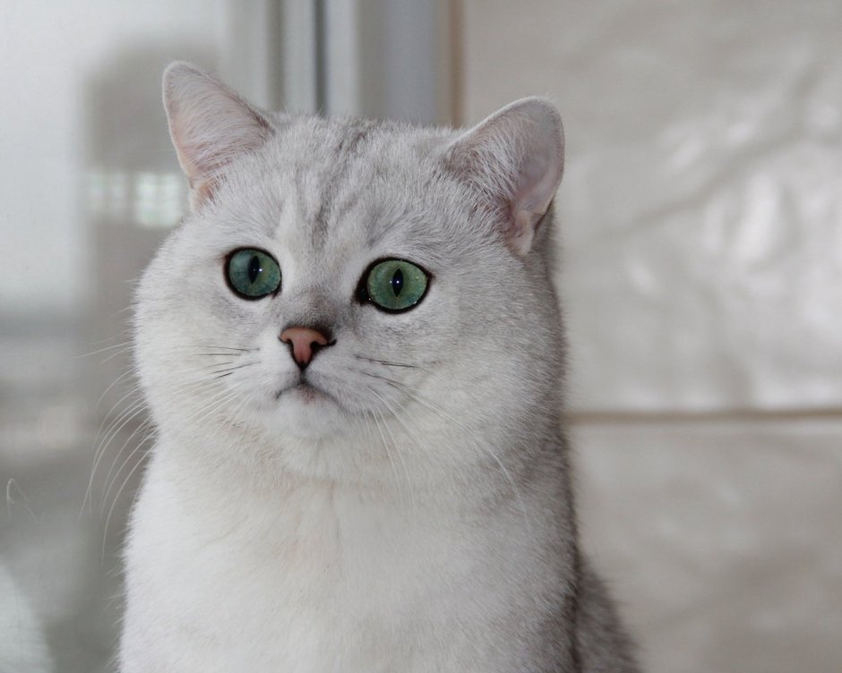 Персидская длинношерстная шиншилла