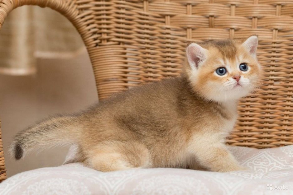 Шотландская короткошерстная шиншилла