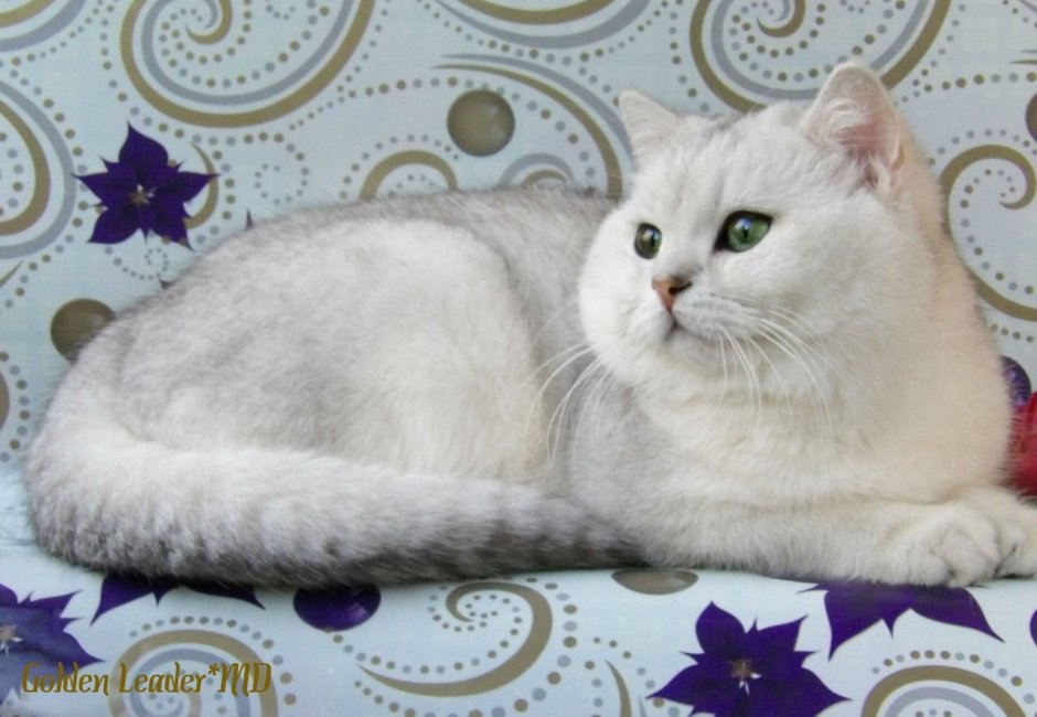 Британский кот Золотая шиншилла