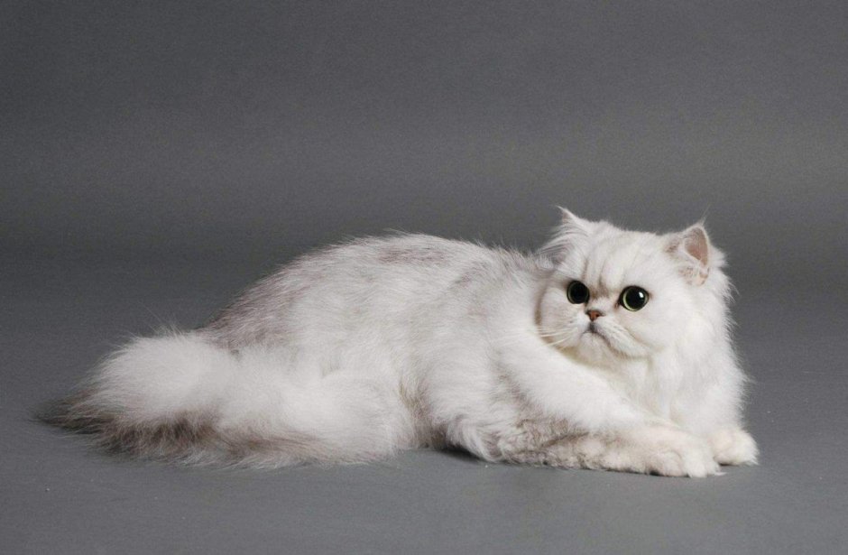 Шотландская вислоухая шиншилла