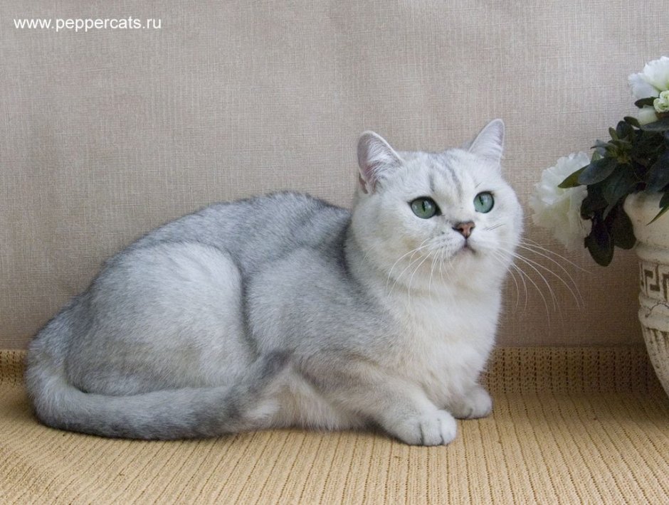 Британская шиншилла белая