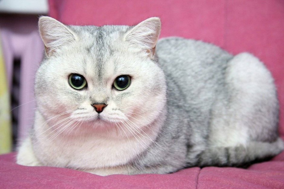 Белая шиншилла кошка