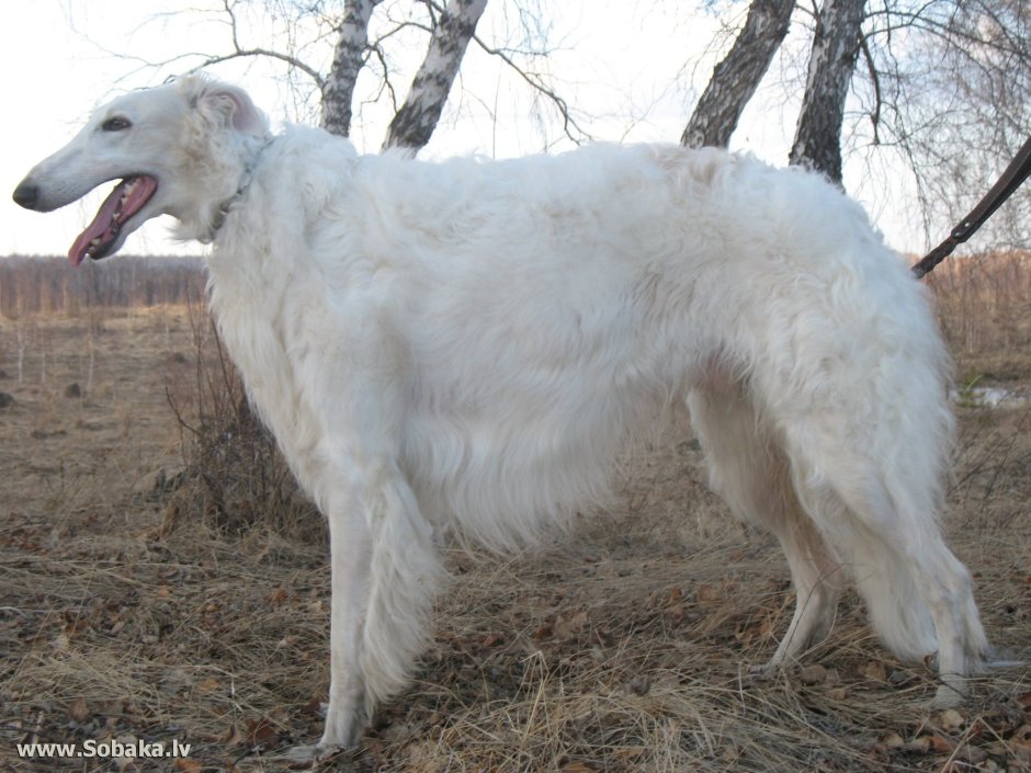 Голландская овчарка Квазимодо псина