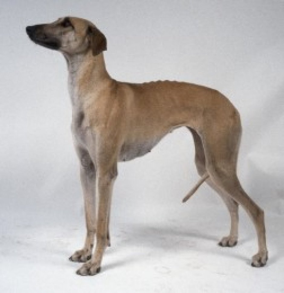 Русская псовая борзая белая