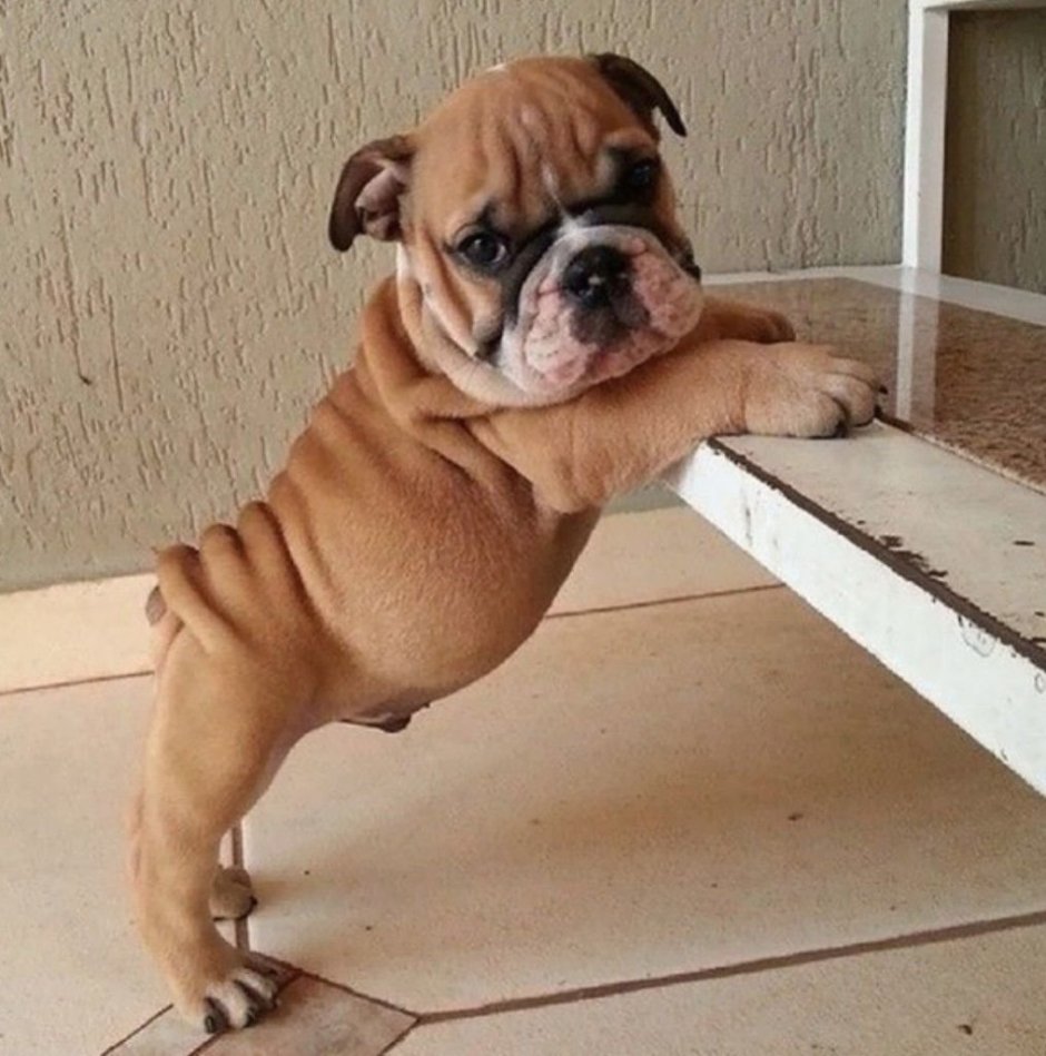 Чихуахуа Хуа злая