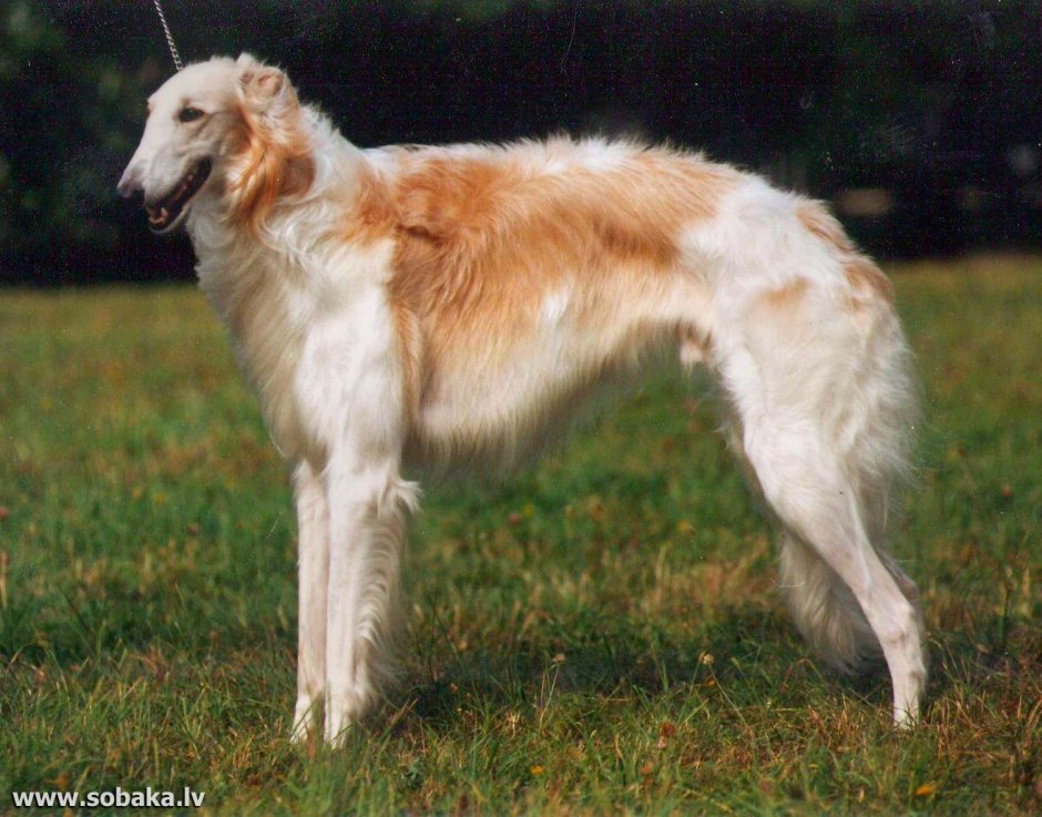 Бультерьер тигровый