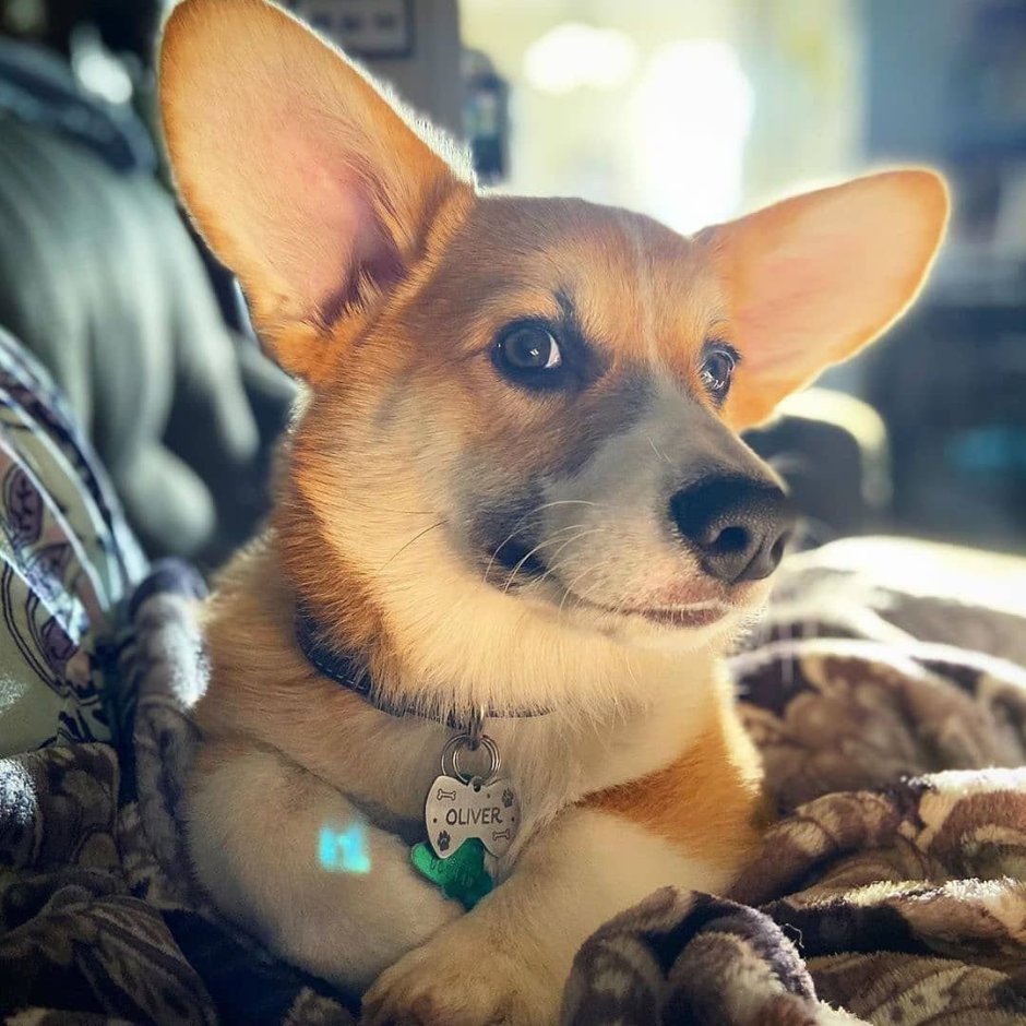 Полигарская борзая