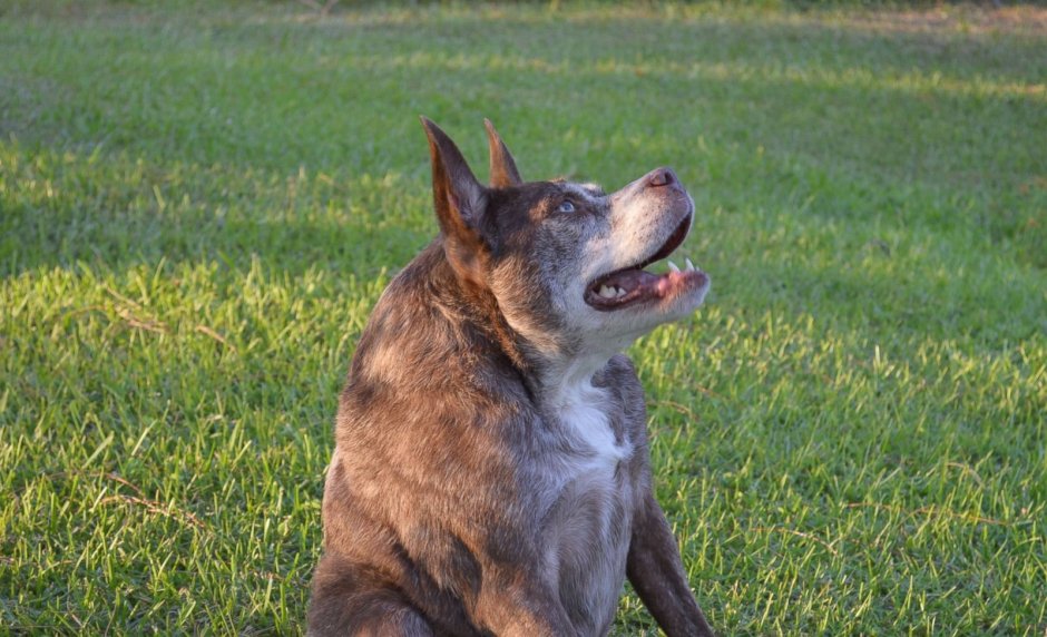 Самая худая собака