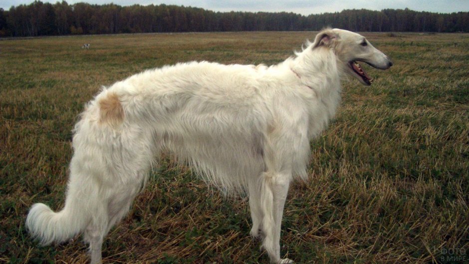 Собака даун