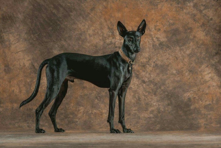 Колли русская борзая