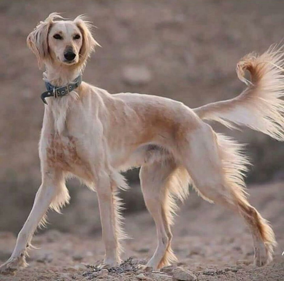 Афганская борзая палевая