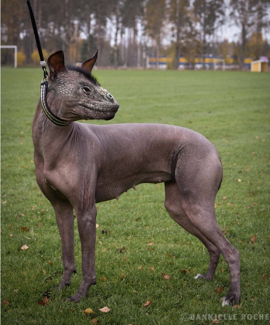 Самая страшная сутулая собака