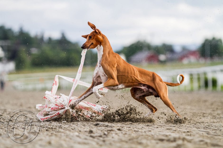 Русская гончая и русская псовая борзая